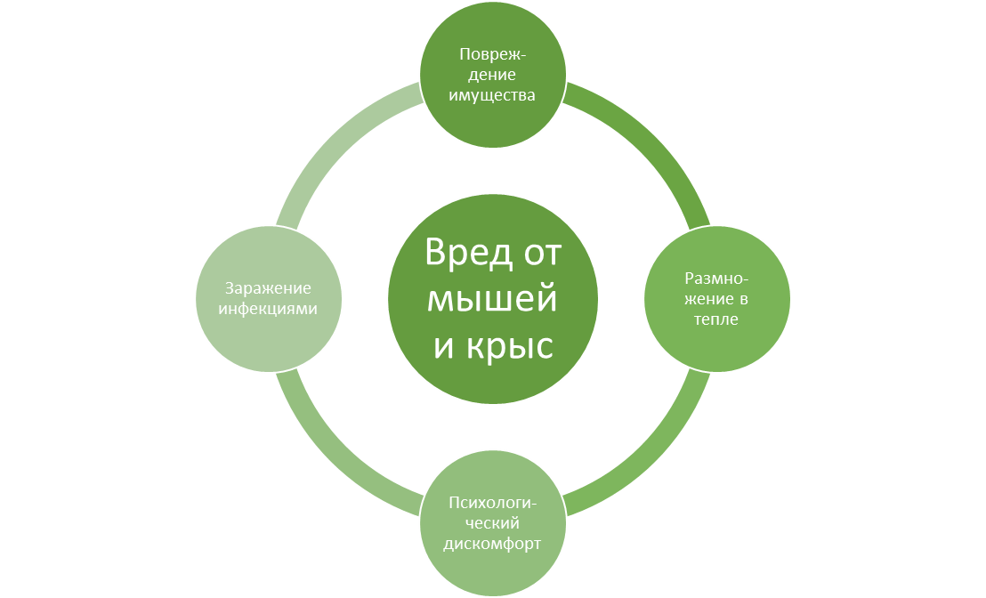 Вред от мышей и крыс