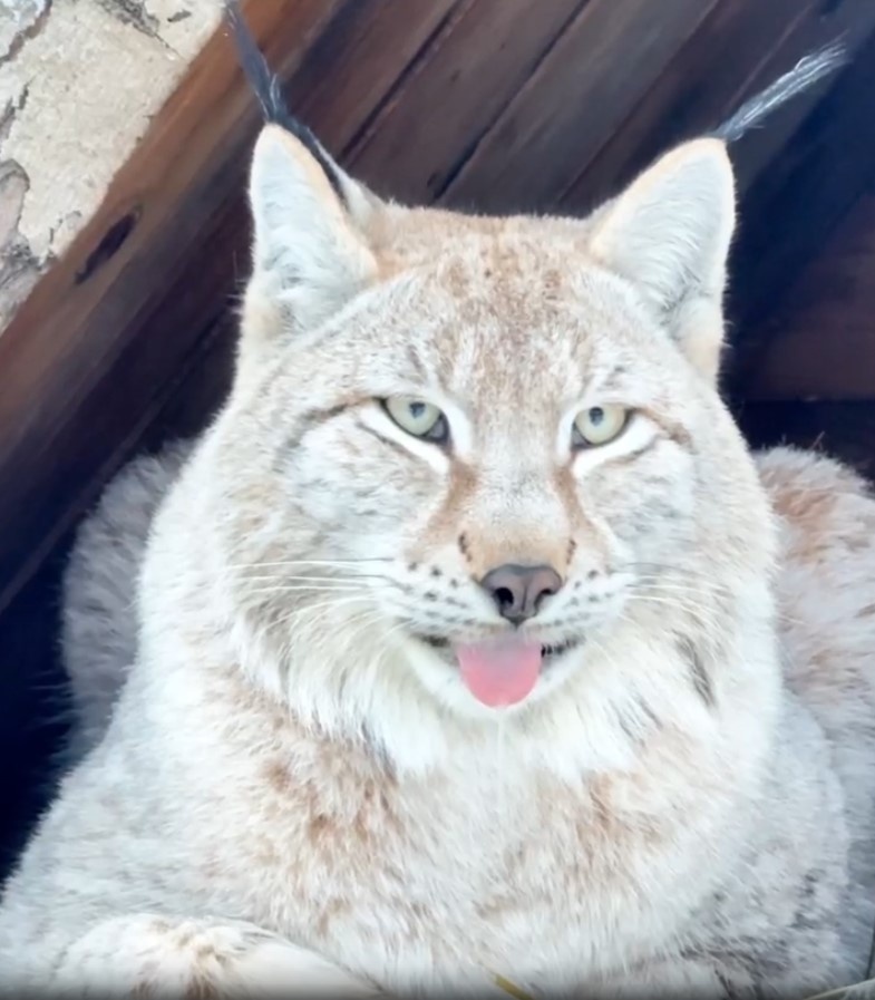 Фото: скриншот с видео из телеграм-канала центра «Земля прайда»
