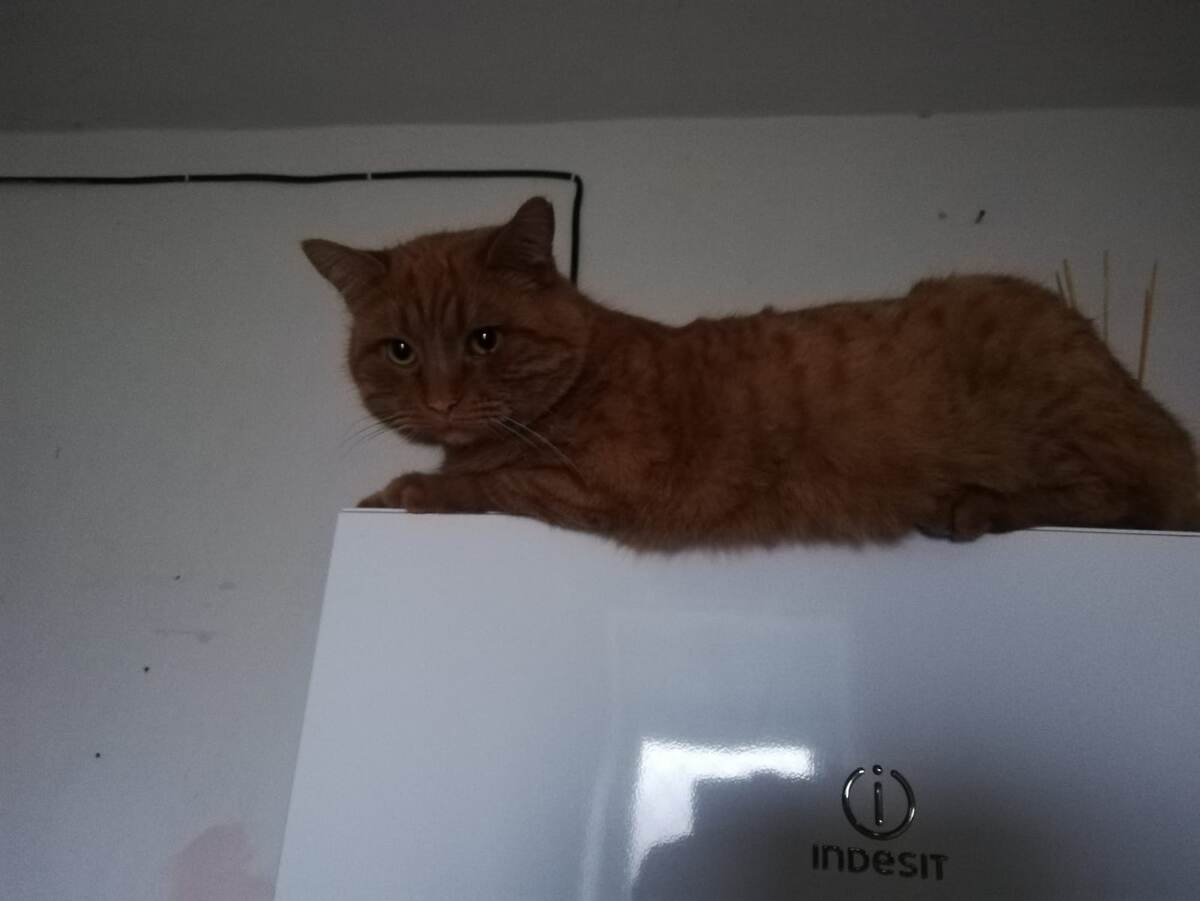 Царь, просто царь. Сумеречно было, поэтом темный снимок