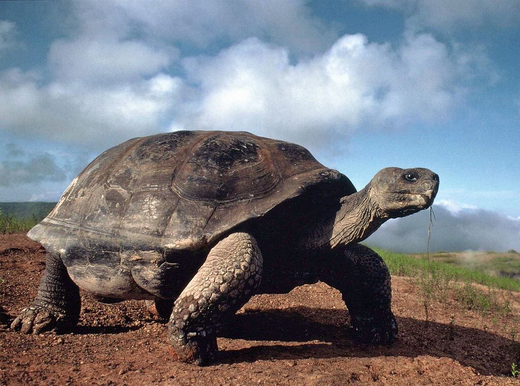 Гигантская галапагосская черепаха. Фото взято из открытого источника Яндекс Картинки.