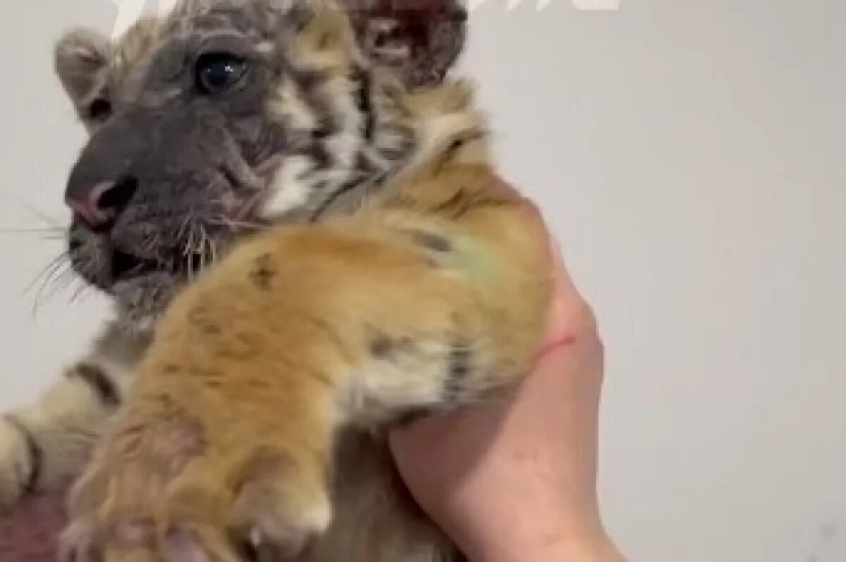    Волонтёры спасли больного тигрёнка, которого сдавали в аренду в КЧР