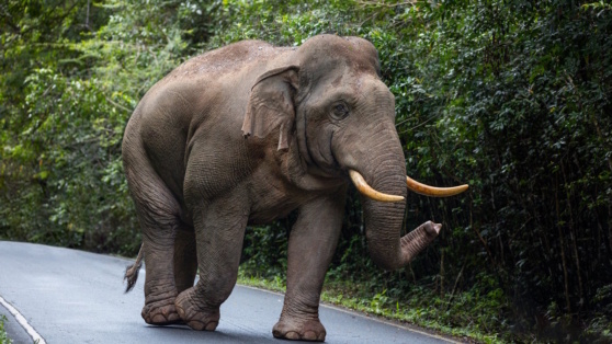    Туристка погибла в Таиланде после нападения слона Татьяна Сидорова