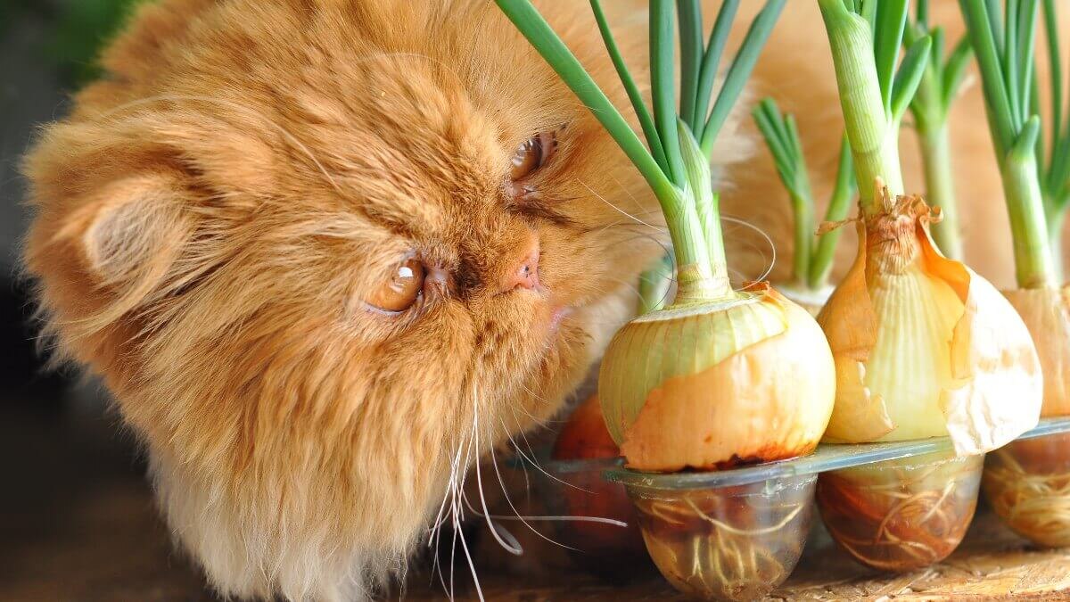    Лук – враг номер один для ваших питомцев. Источник изображения: msn.com