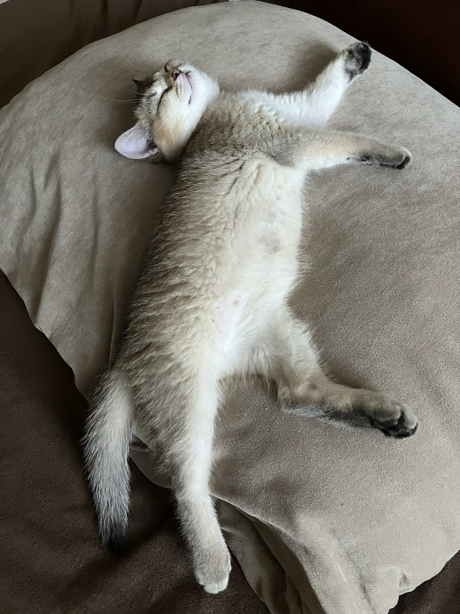 Фото автора. Саймон, британский кот