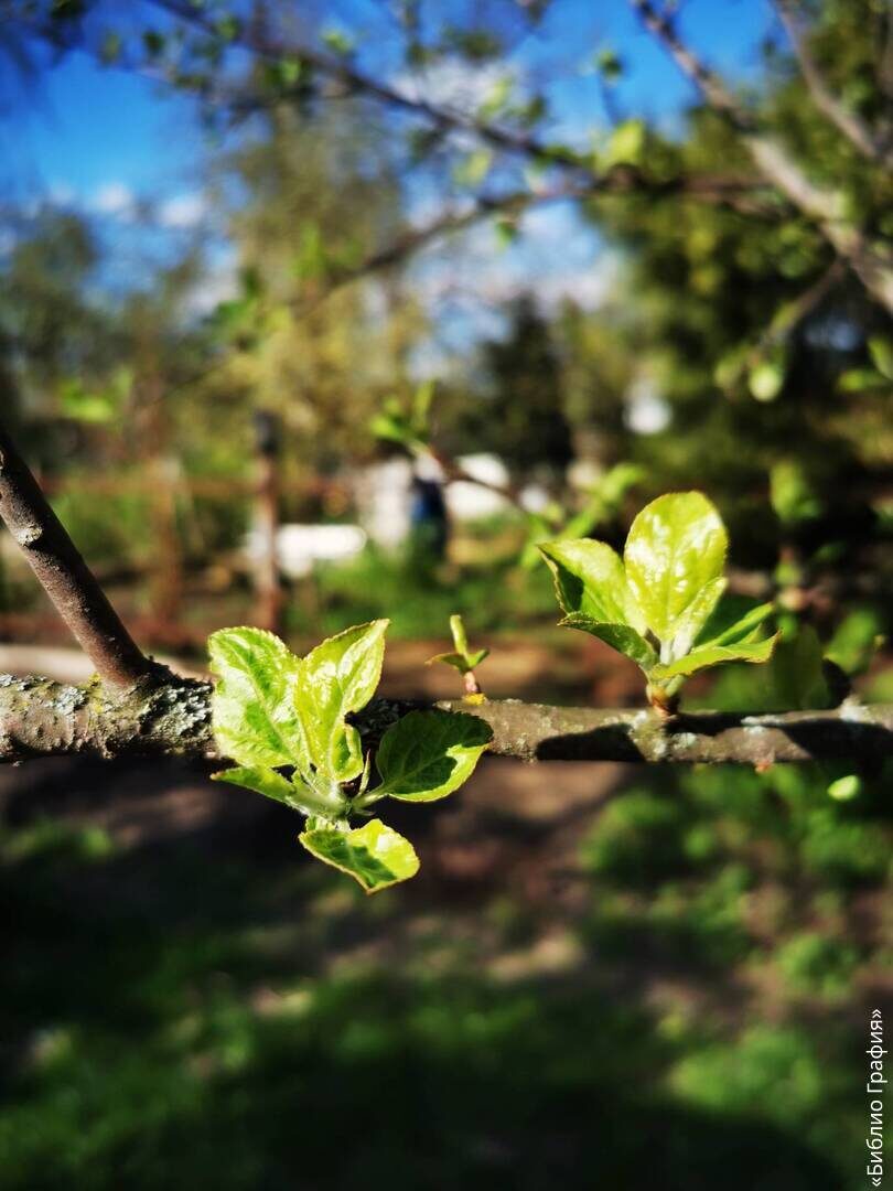 1 мая 2024 года на даче