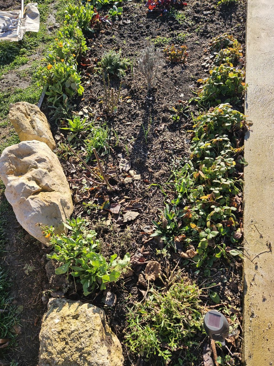 Привела в порядок цветник возле сарая