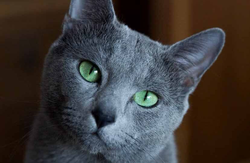 10 самых умных пород кошек