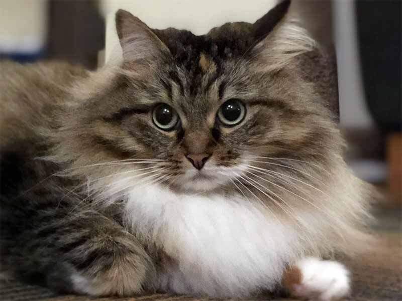 Сибирская кошка