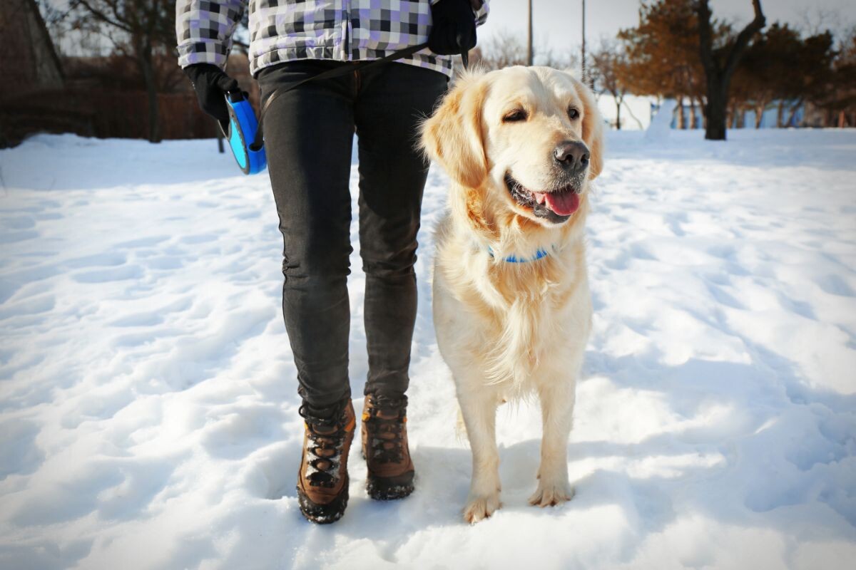 Сколько нужно гулять с собакой