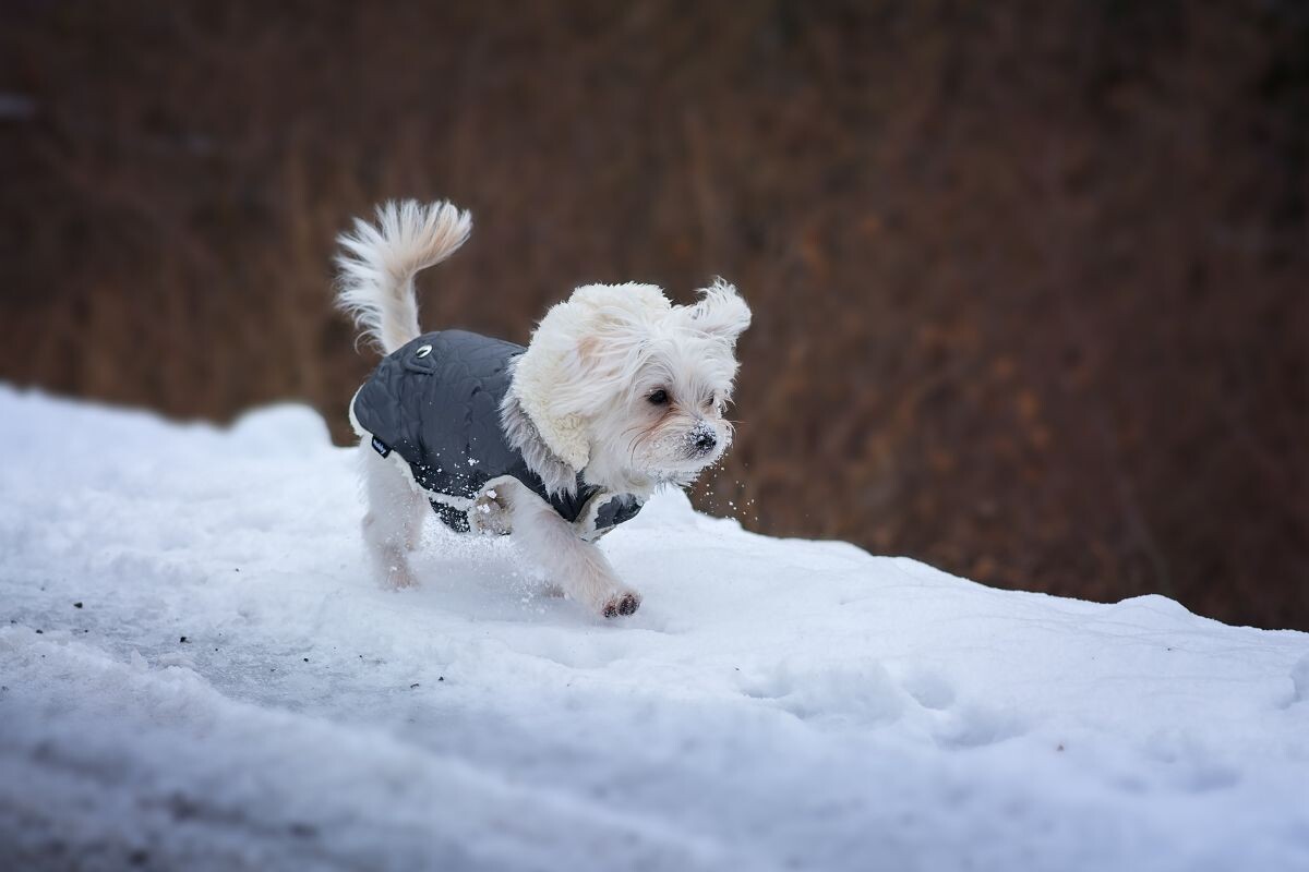 Собака на прогулке 