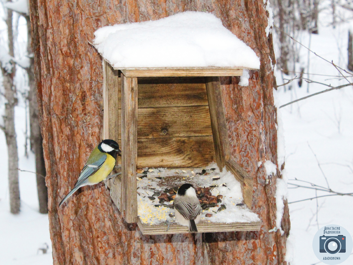 Красивый зимний закат. Фотограф Анастасия Радионова