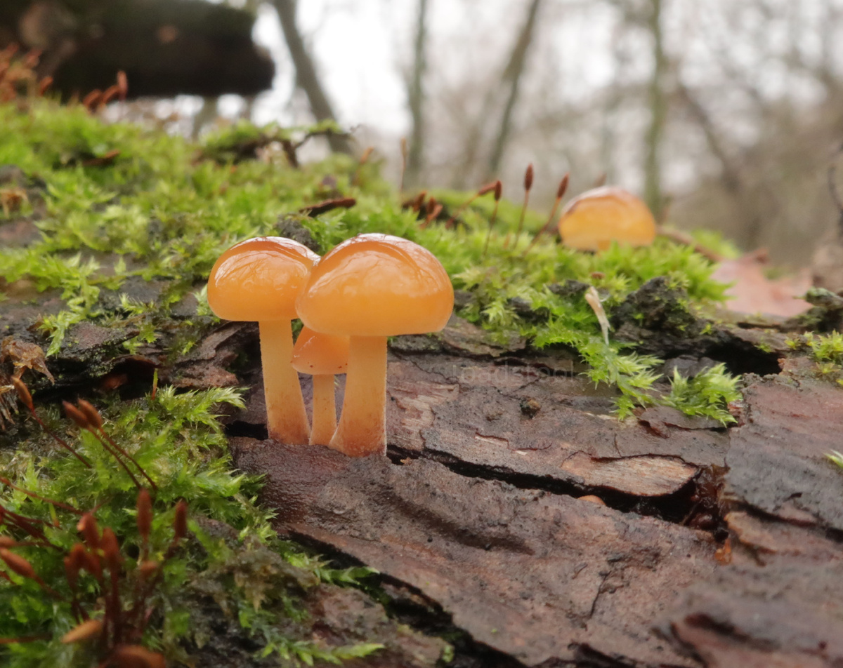 Фламмулина на осине. Скромность украшает не только человека, но и грибы (фото И.Лебединского)