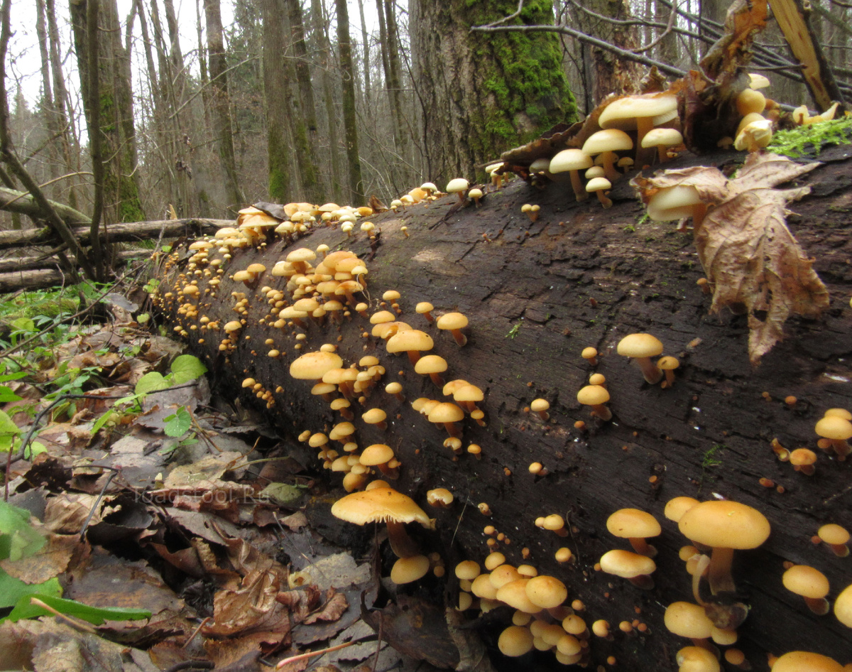 Тульская фламмулина на осине (фото И.Лебединского)