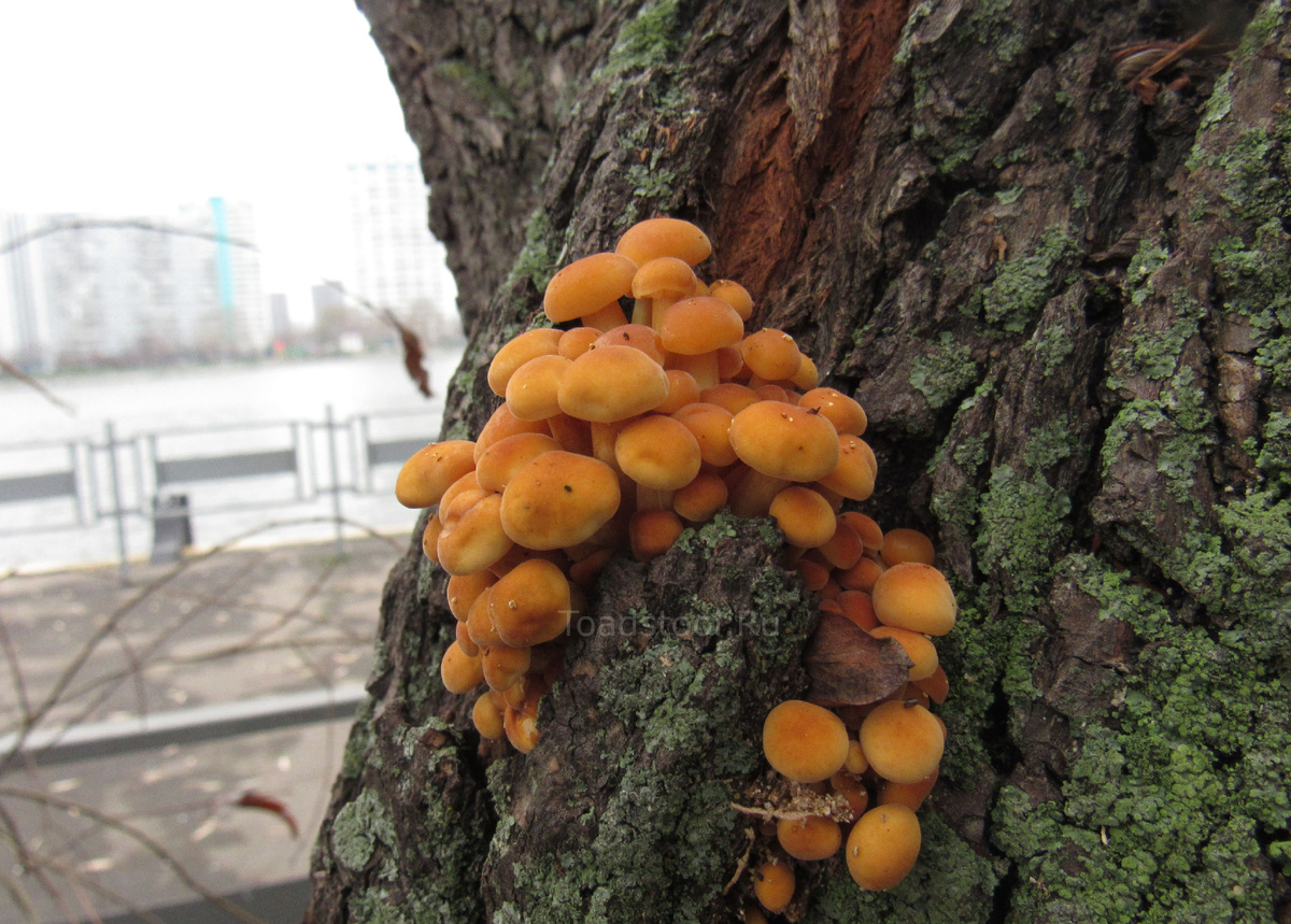 Московская фламмулина на набережной (фото И.Лебединского)