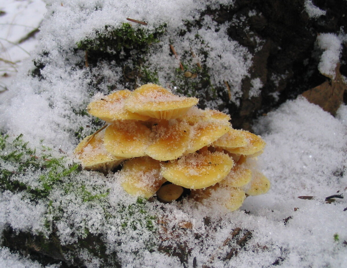 Неизвестно откуда и на чём, но живописно (фото И.Лебединского)
