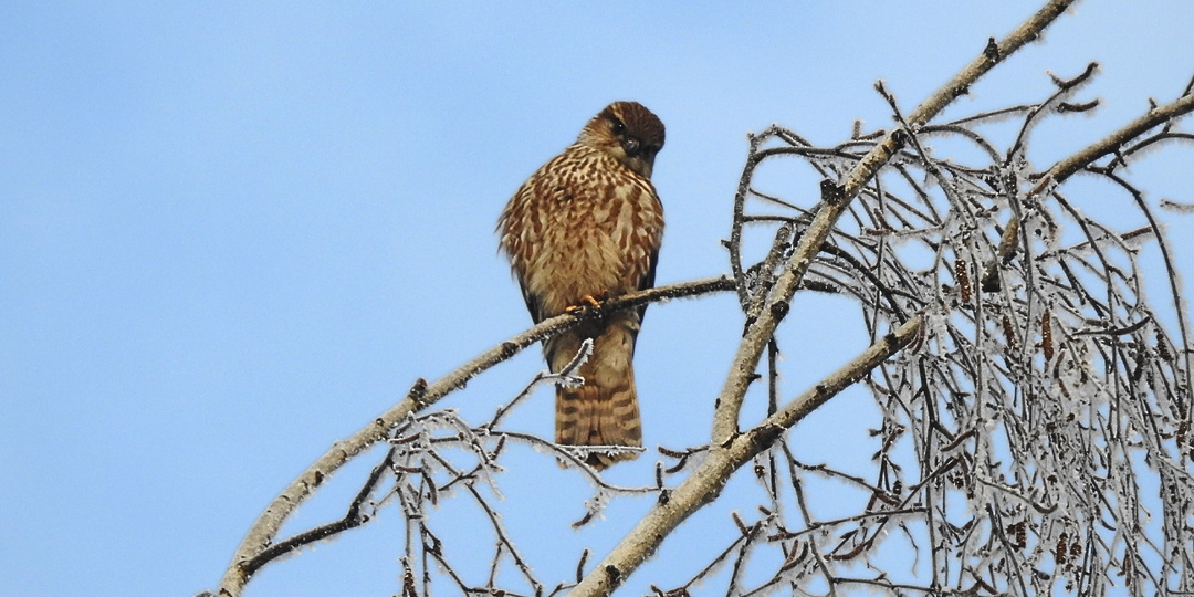Редкий сокол: зимний сюрприз