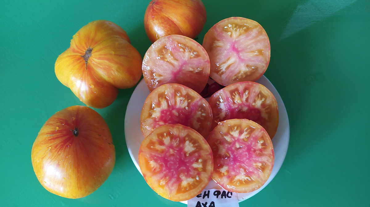 Шен ФАС Аха