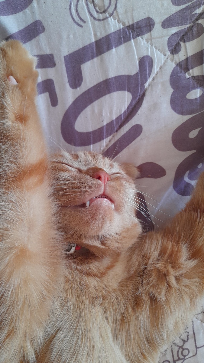 Кот шаманит