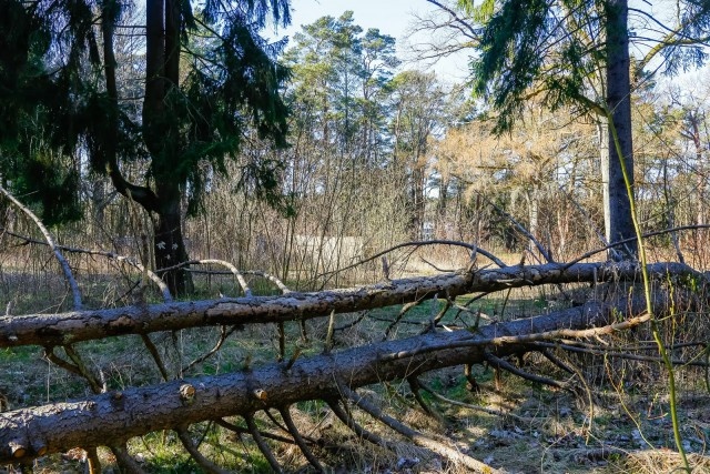   Фото из архива Калининград.Ru