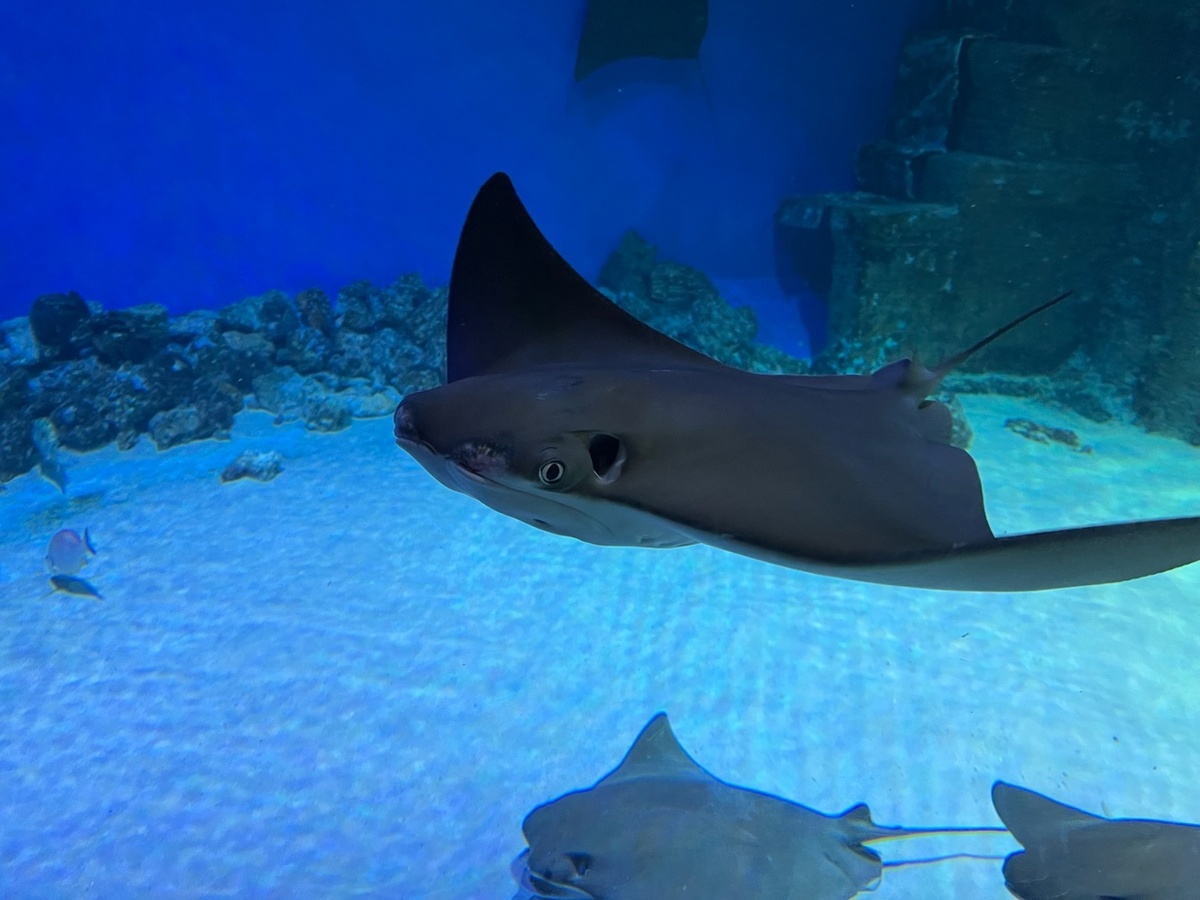 В Москвариуме. Фото моё.