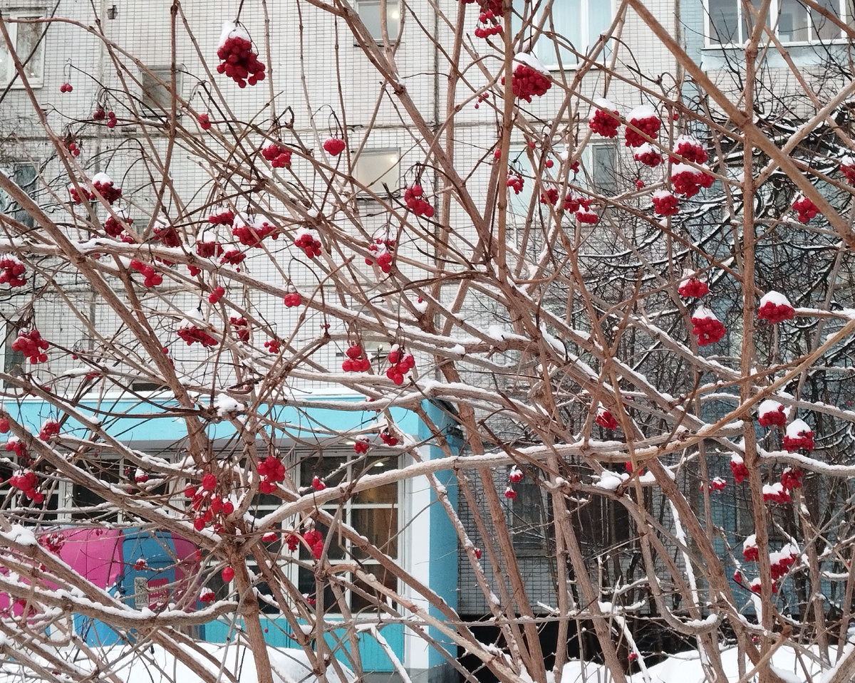 03.01.2025 г. В нашем дворе.