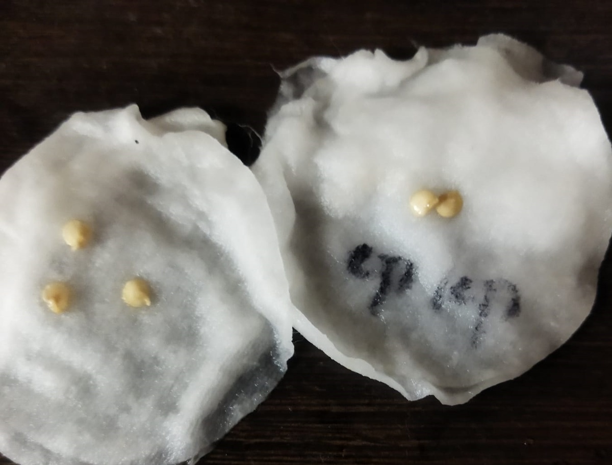 фото 19 сентября, сладкий перец Фон барон красный. 