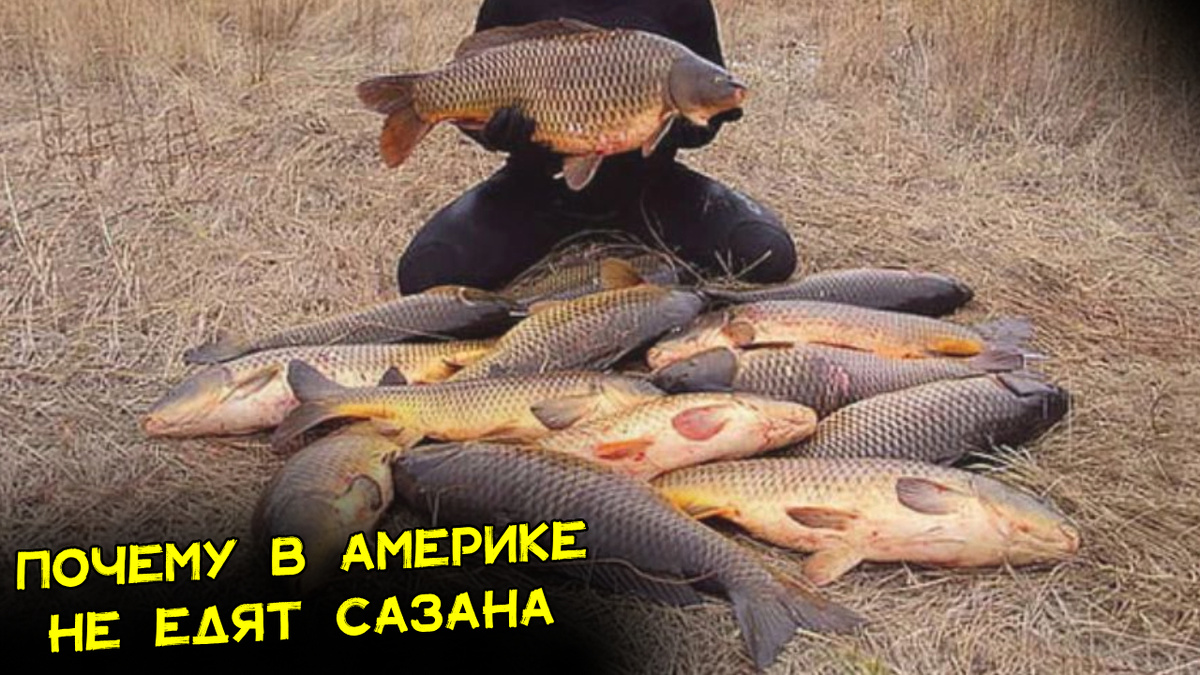 Сазаны