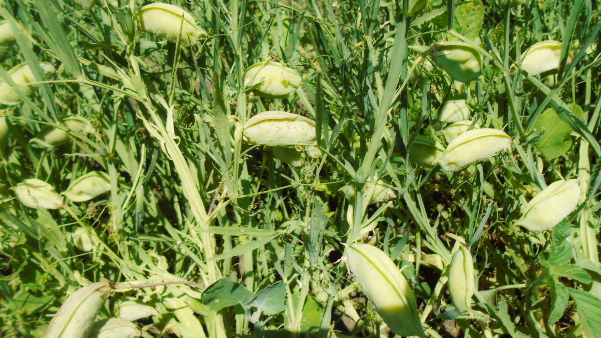 Чина посевная в фазе зеленых бобов