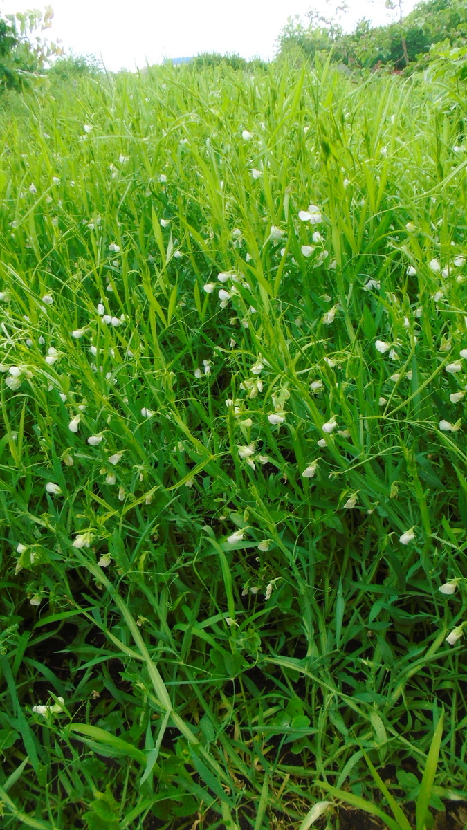 Зеленая масса чины, в фазе цветения