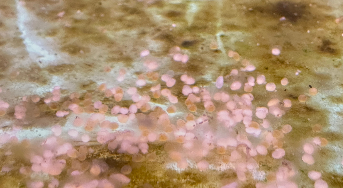 Обнаруженные на дне личинки. В фокус поймать не удалось, но их облик и мое изумление снимок вполне передает.