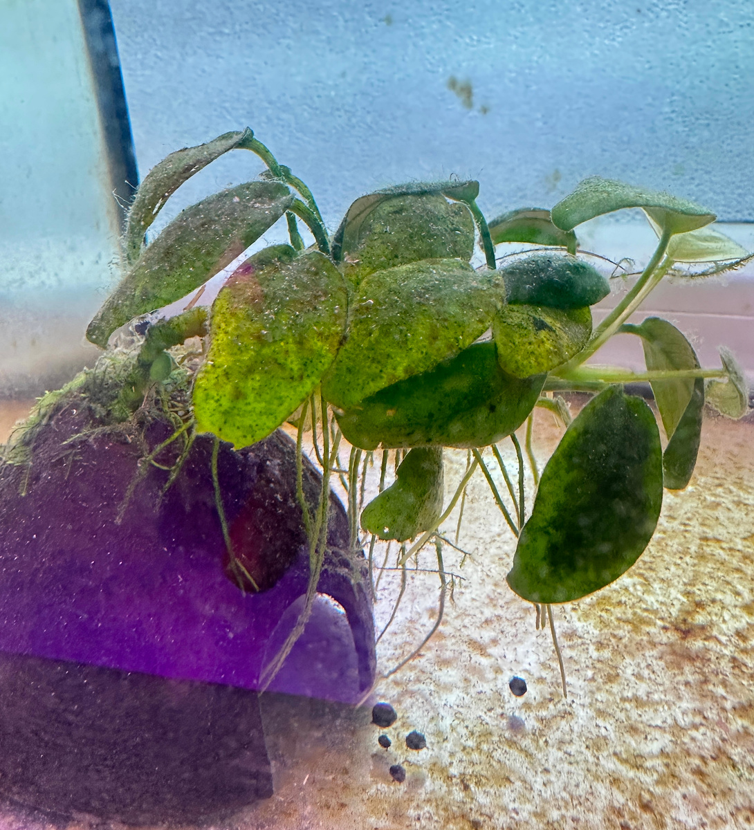 А ведь на всякий случай в карантинном аквариуме есть и кокосовый грот с анубисом, но не приглянулась родителям дизайнерская живописность.