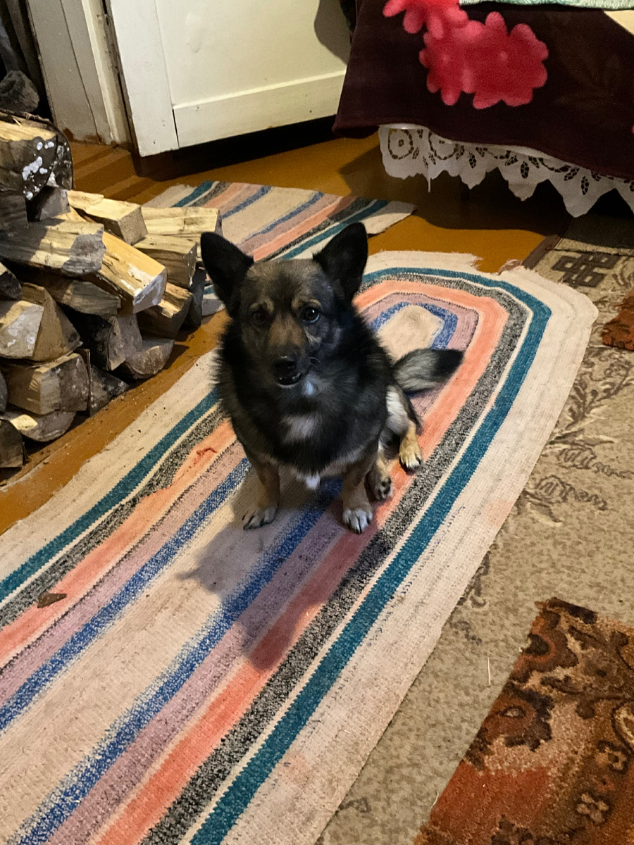 Бояка-кусака