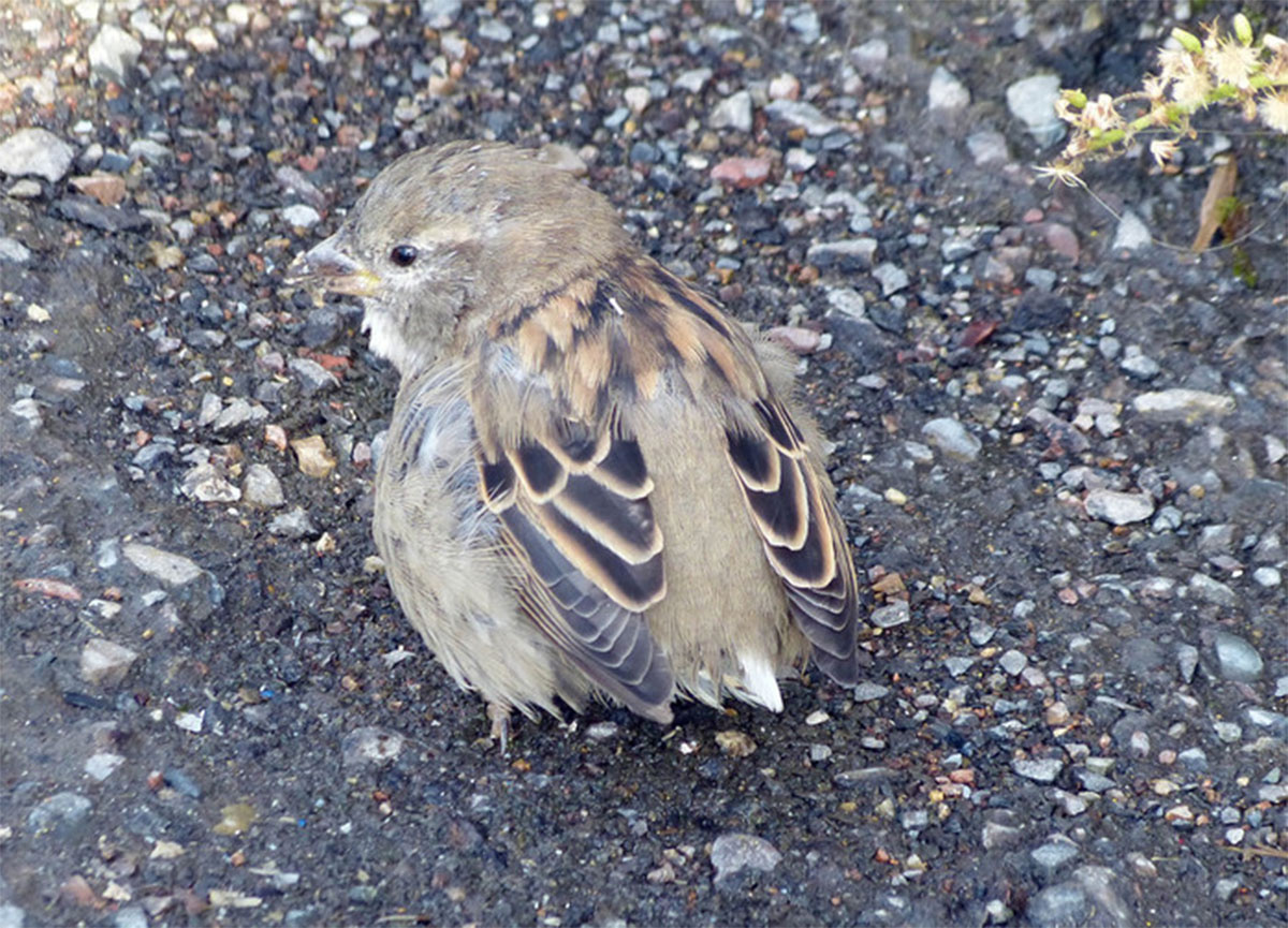 Примерно так он выглядел. Хвостовые перья у воробьев легко выдираются, это защитный механизм (если хищник схватит за хвост, то один хвост ему и достанется, а воробей улетит).