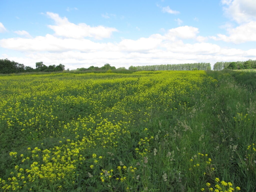 Начало цветения горчицы в конце мая.