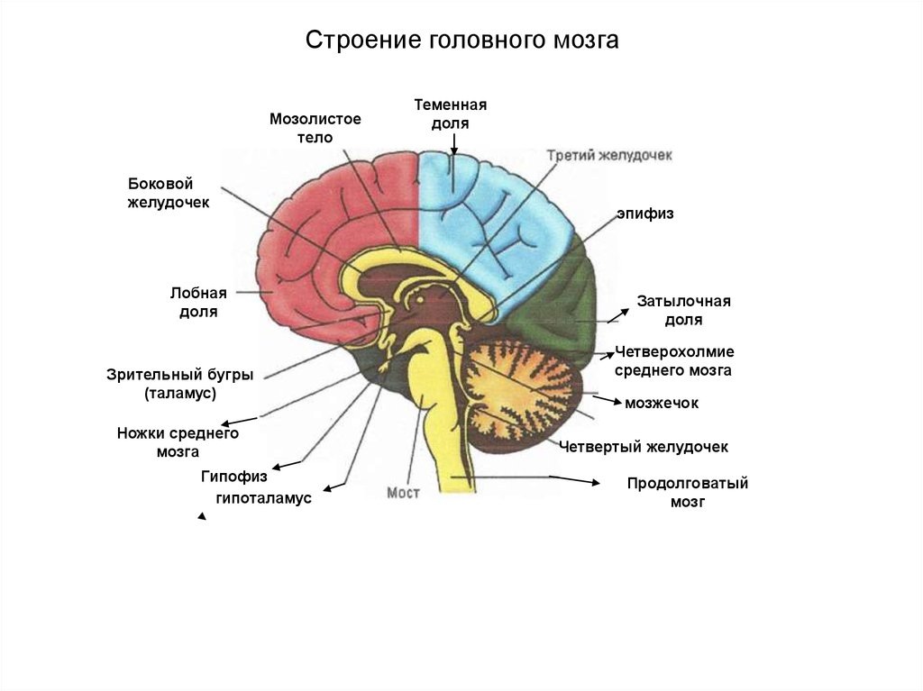 (Строение головного мозга, отделы отмечены разными цветами*) 