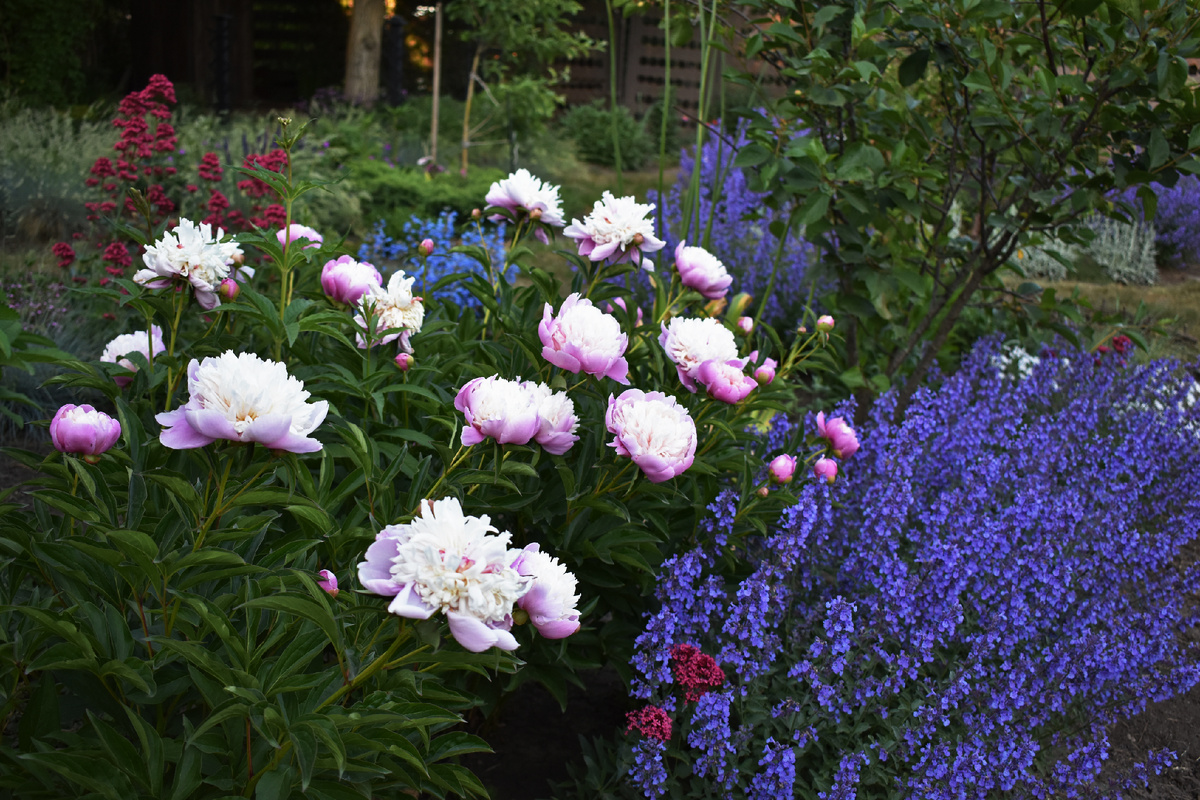 Котовник, пионы, кентрантус. Эти растения хорошо растут на солнце с минимумом полива. фото в сумерках, поэтому цветопередача немного искажает цвет.