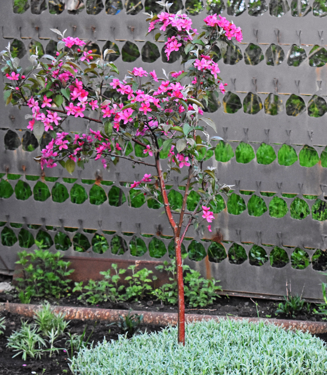 Моя райская яблонька. Фото 2 года тому. В прошлом году во время цветения я уезжала. Яблоня условно декоративная, сами яблоки зимой не держит и они не яркие. Сажалась, как воспоминание, ностальгия. Но и декоративную функцию выполняет. Сейчас формирую ее.