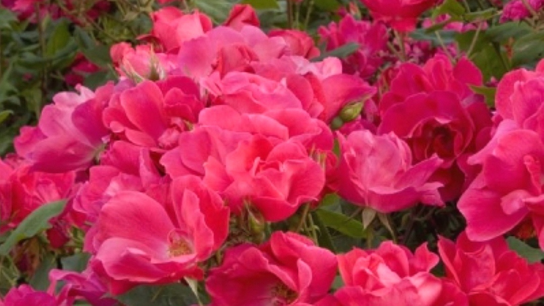 Роза Нокаут. Использовано изображение с сайта домодедово.пышныйсад. рф