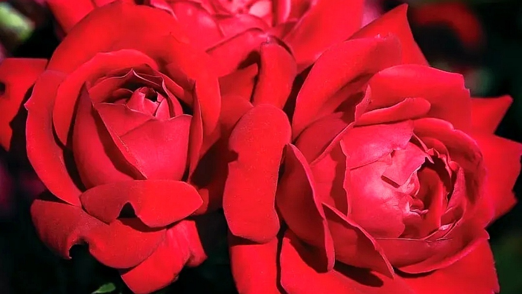 Использовано изображение розы Дабл Нокаут из питомника Нижнегорский, с сайта W В