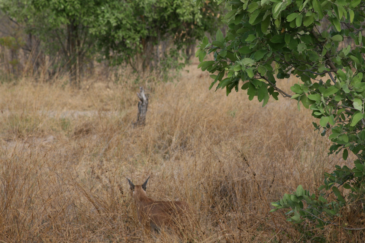 Заметить каракала в густой пожухлой траве нелегко. Ботсвана, Чобе.