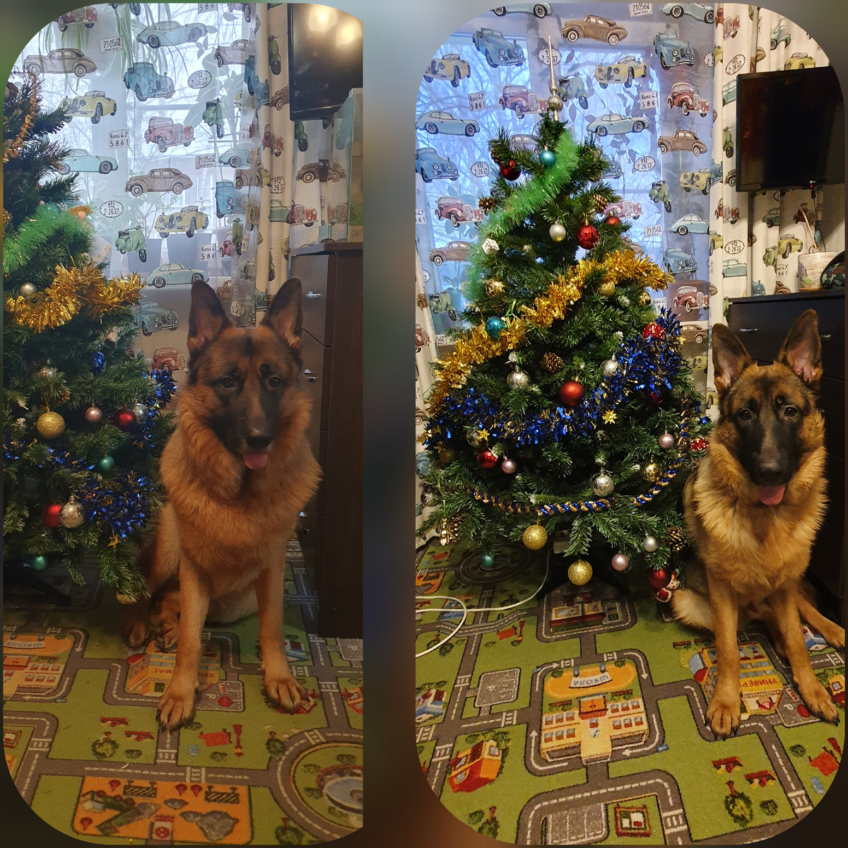 Так изменился Рекс за год