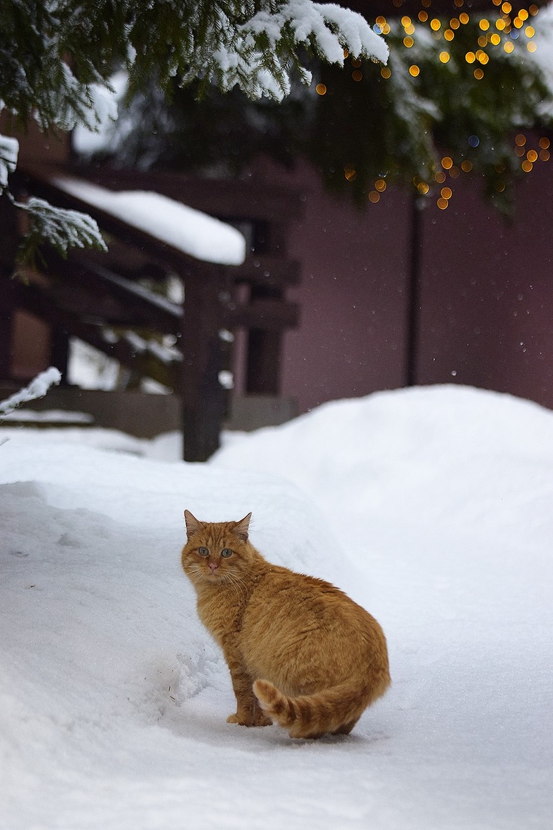 Рыжик на территории базы отдыха