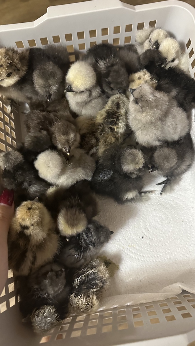 Новорожденные