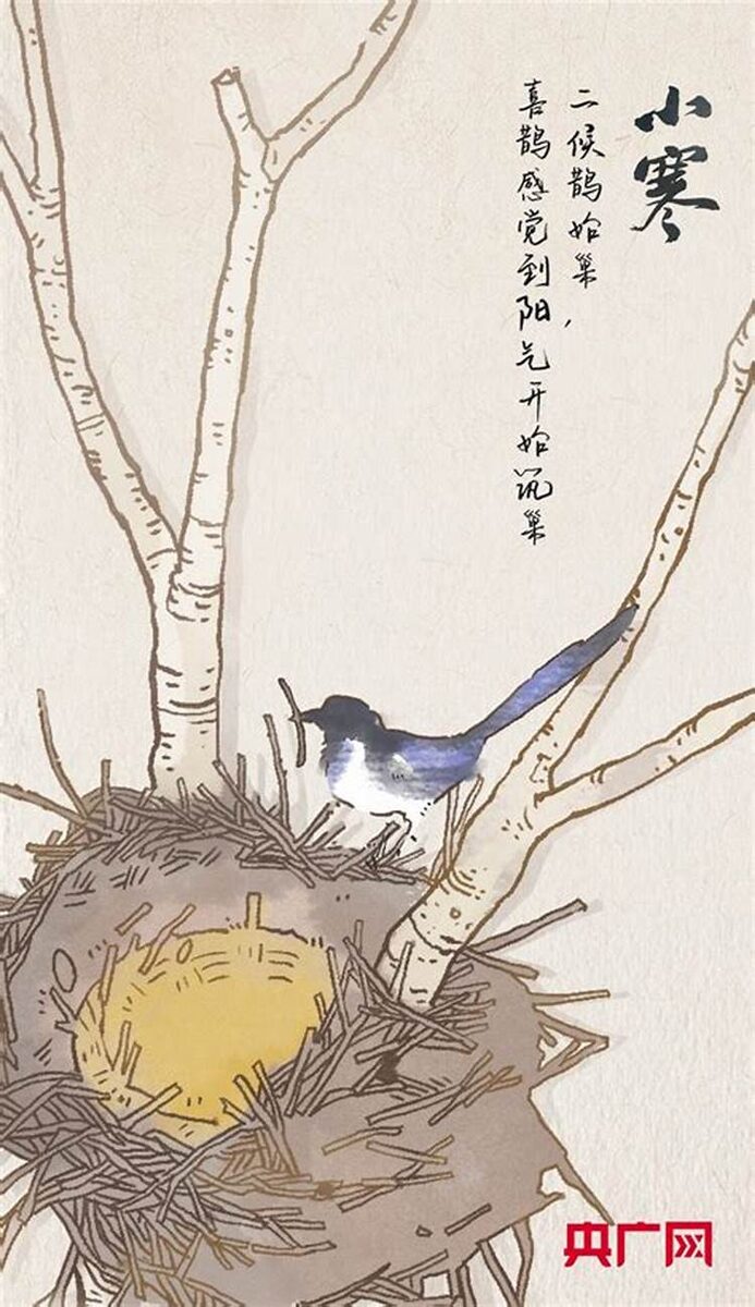 В это время на севере действительно повсюду можно увидеть сорок, которые начинают вить гнезда. Источник изображения: baidu.com