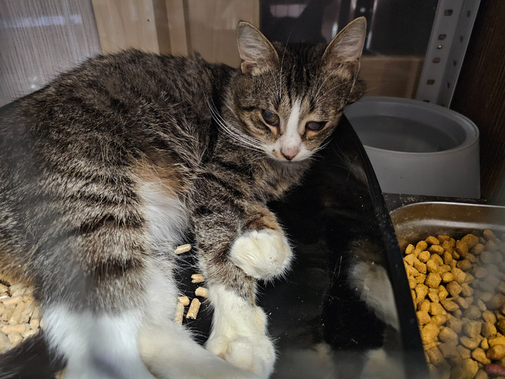 Арашик в приюте