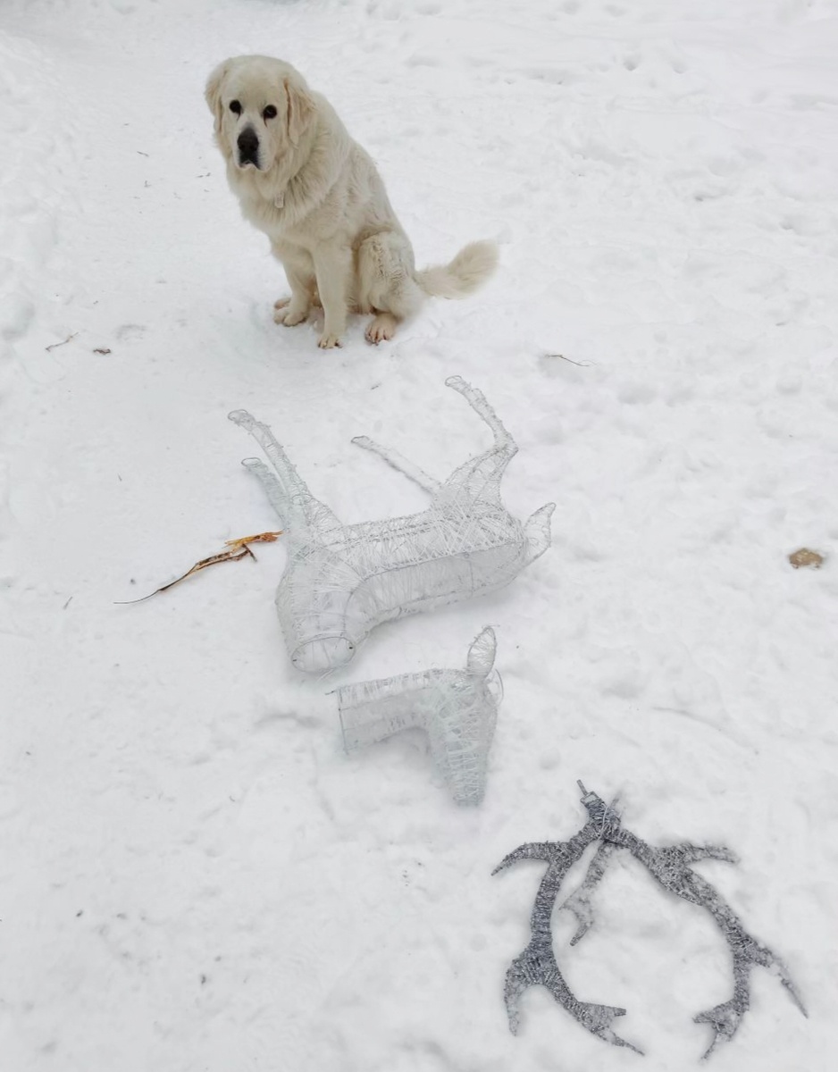 Олень поставлен. Олень завален.