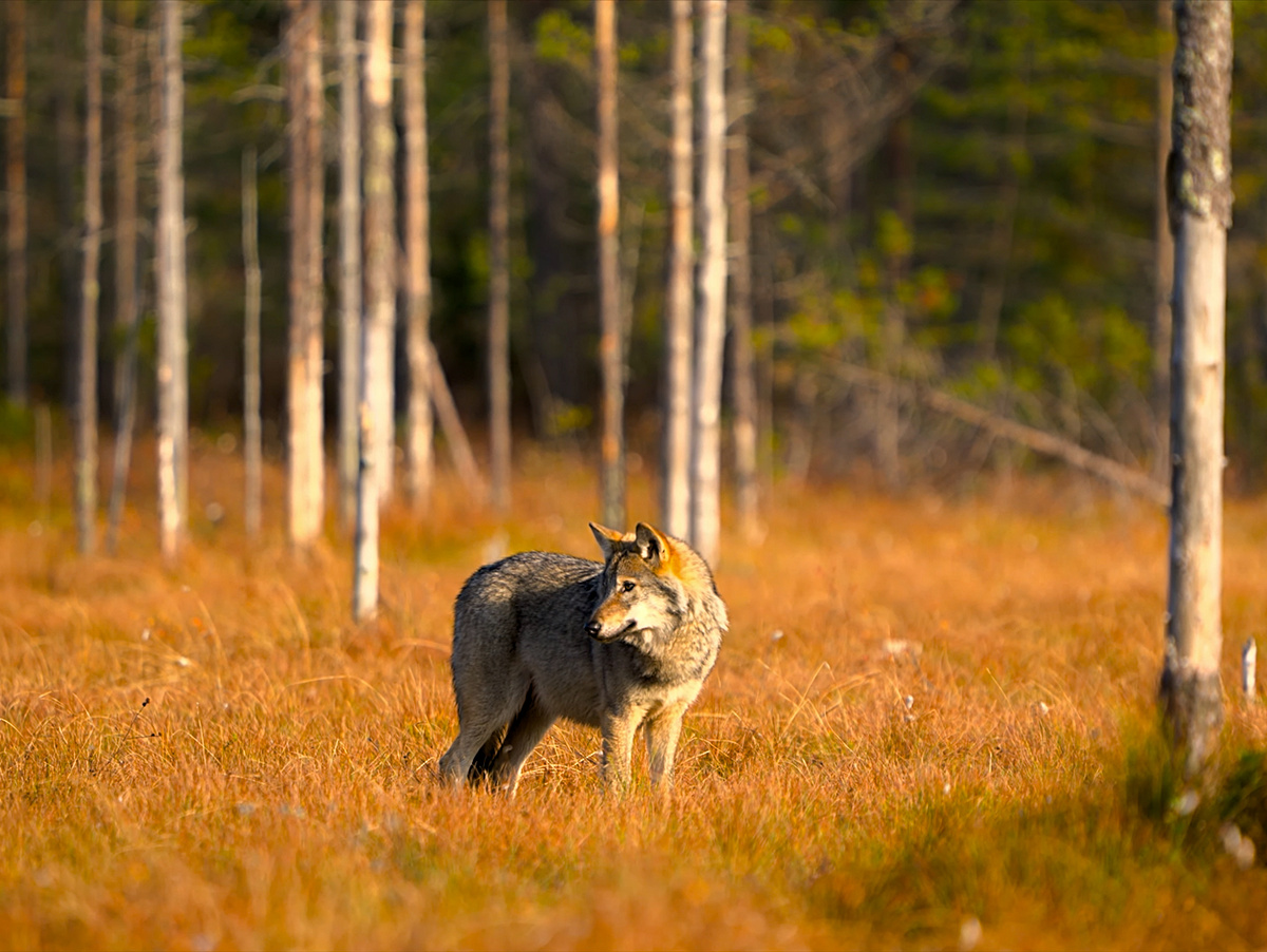 Фотография: Jukka Lämsä, CC BY 3.0