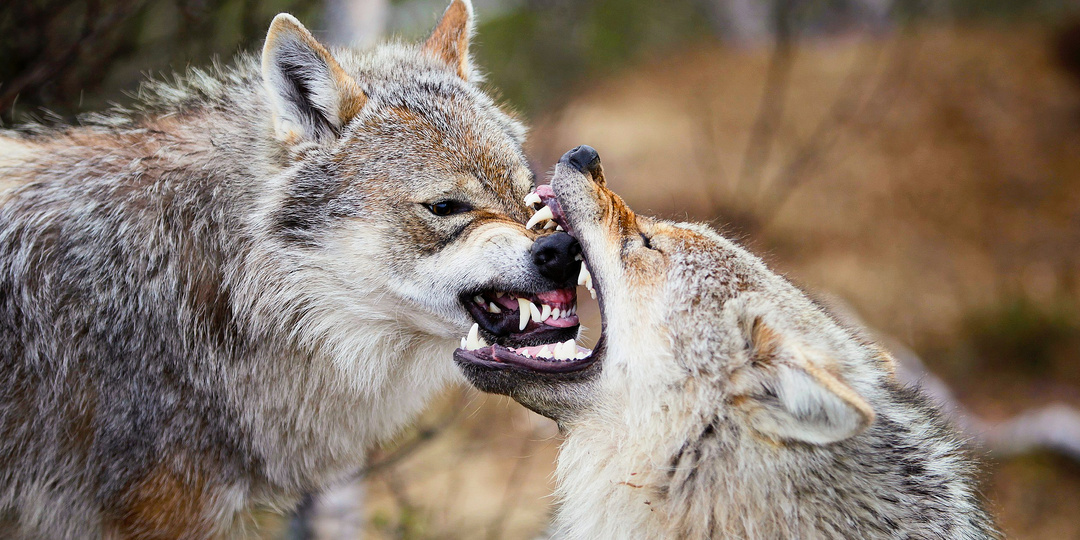 Медленно отходить и лезть на дерево: что нужно делать при встрече с волком