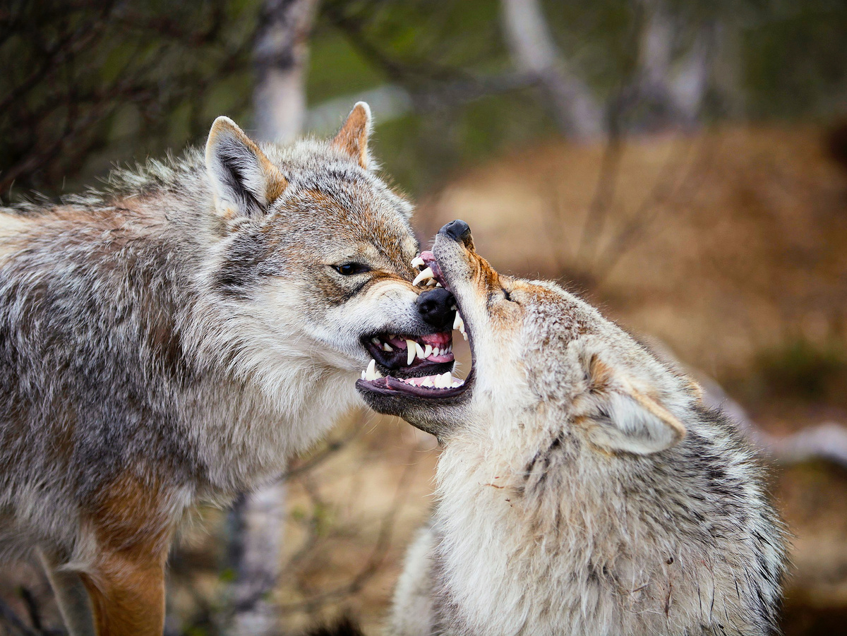 Фотография: Taral Jansen, CC BY 2.0