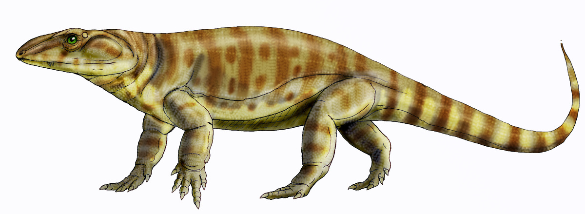 Ватонгия - самый крупный варанопид